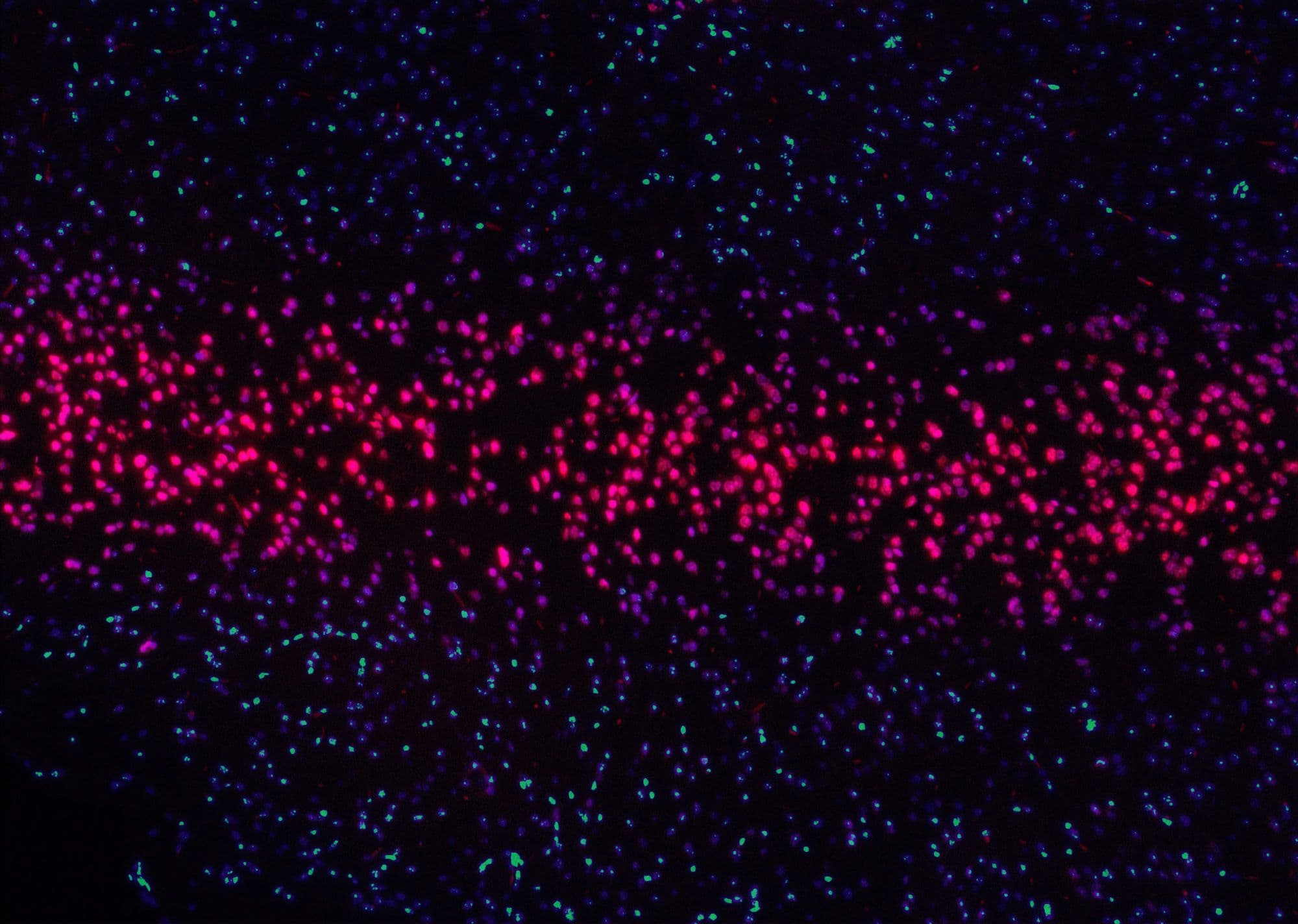 Color tiny dots, purple, green, blue and bright pink