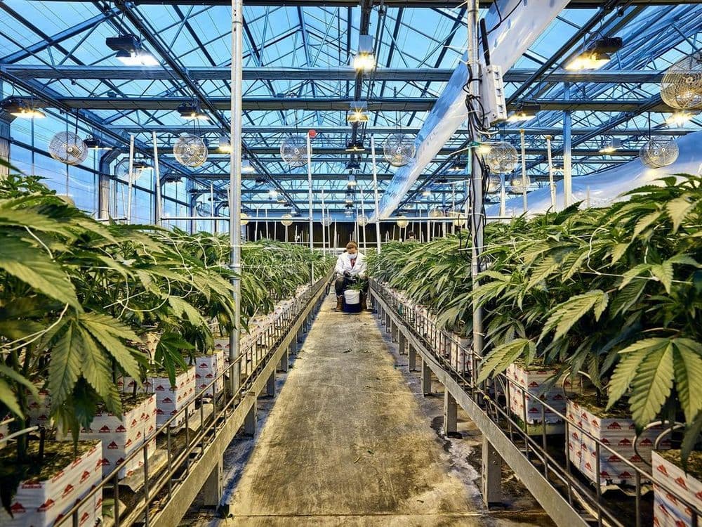 A person sitting on the chair surrounded by cannabis plants
