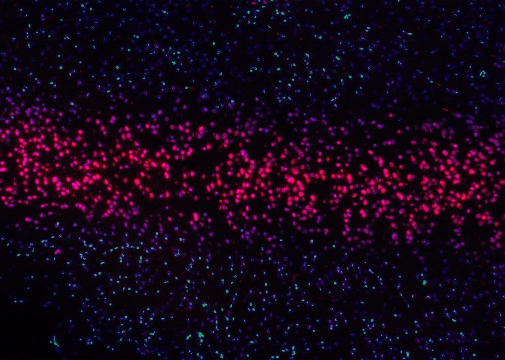 Color tiny dots, purple, green, blue and bright pink